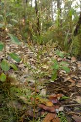 Lycopodium deuterodensum. Over-mature brown strobili with spreading sporophylls on aerial stem.
 Image: L.R. Perrie © Leon Perrie CC BY-NC 4.0